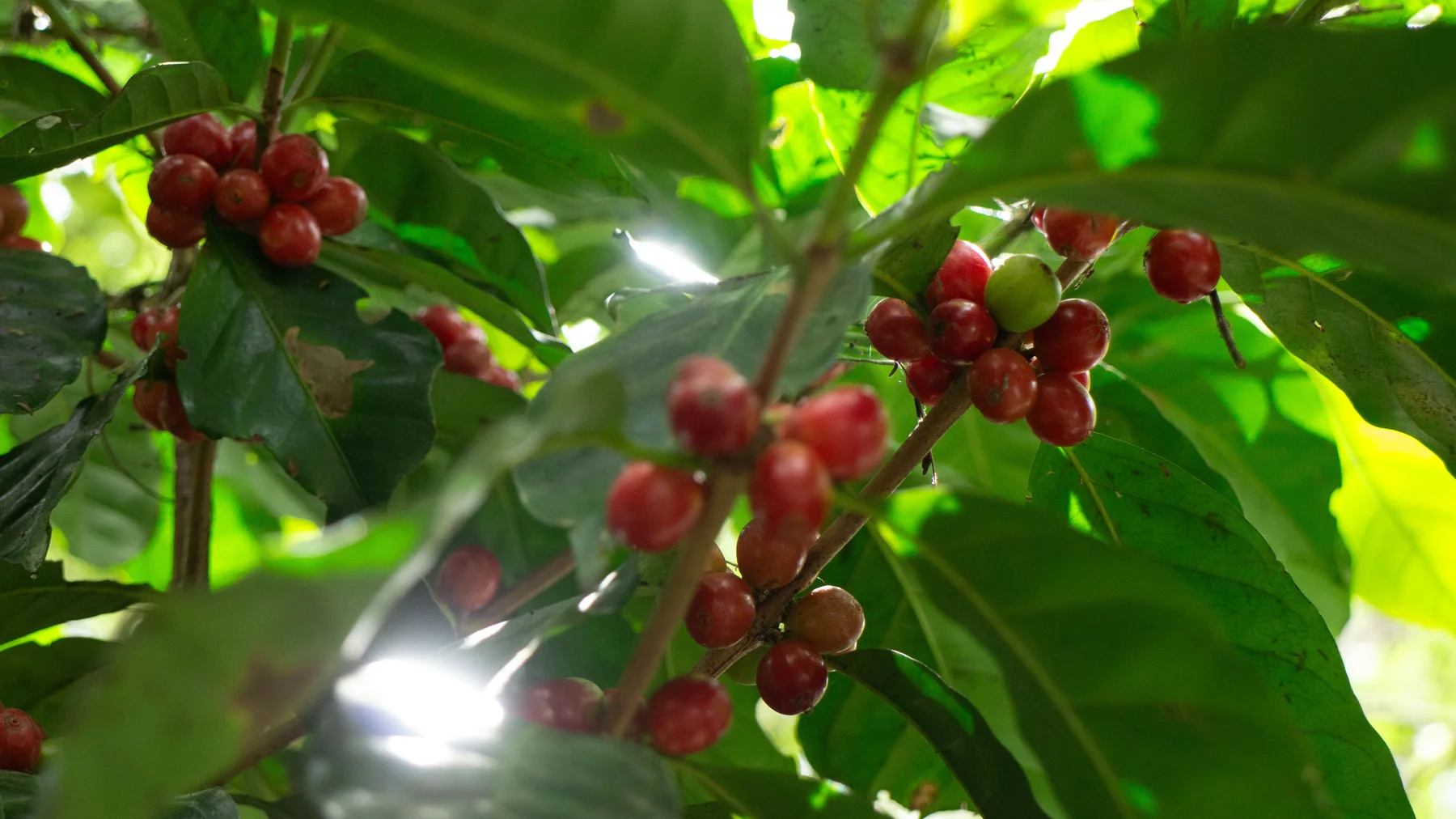 Cafeto con cerezas