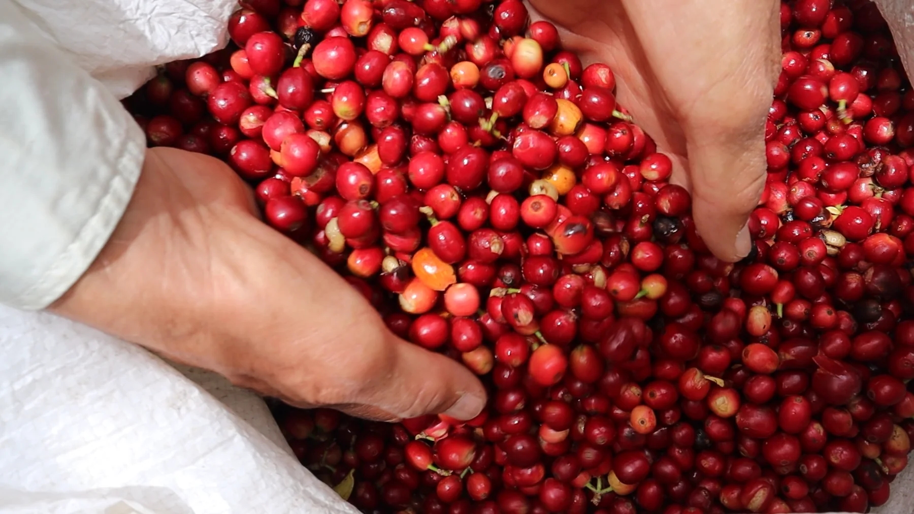 Cerezas rojas