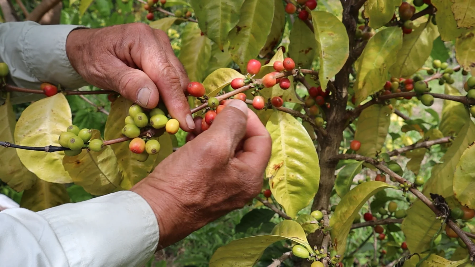Esencia Café Cereza