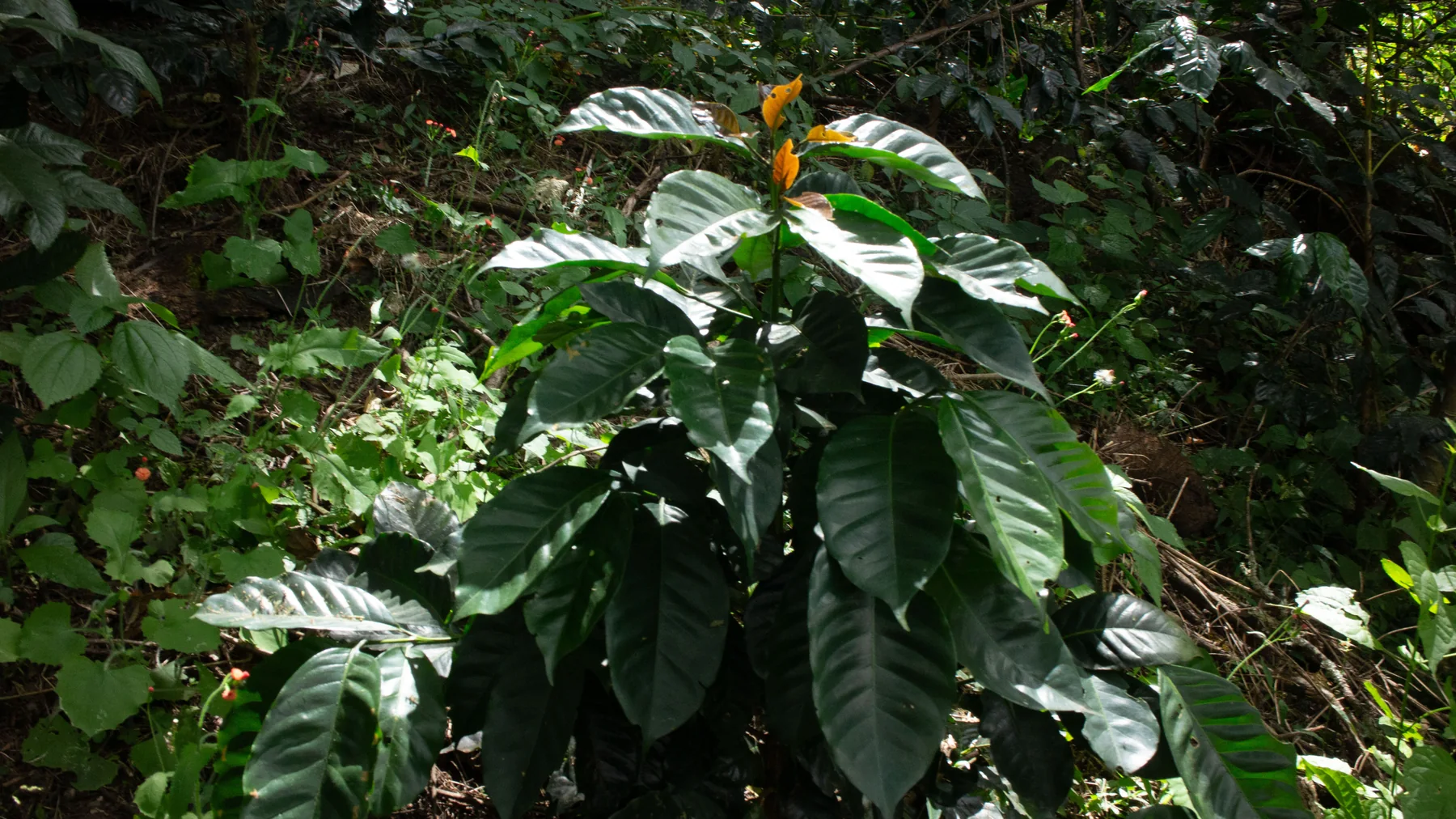 Cultivo de café